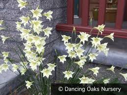 Image result for Gladiolus decoratus