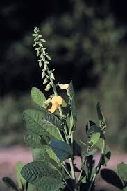 Image result for Crotalaria spectabilis