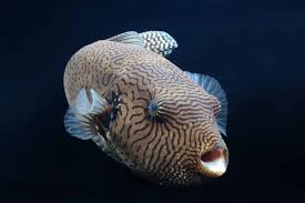 This fish has a bright yellow color. Pufferfish National Aquarium Waterblog