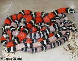 The Lampro Blog Honduran Milksnakes Herp Nation Media Milk Snake Honduran Snake