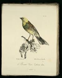 C'est un passereau de 15 à 17 cm de long, pesant 17 à 25 g, au dos roux. Bruant Zizi Variete Jpg Dessins Gravures D Oiseaux De Provence Gravure Dessin Oiseaux
