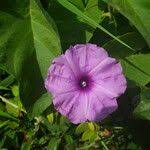 Image result for Ipomoea rubens