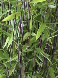 Le bambou fargesia robusta 'campbell'. Bambou Non Tracant Volcano Fargesia Nitida Volcano Le Jardin Du Pic Vert