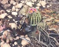 Monsters, weapons, walkthrough, armor, skills, palicoes, items and more. Monster Hunter World A Prickly Predicament Tom S Guide Forum