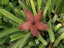 Image result for Stapelia gigantea