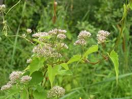 Image result for Mikania