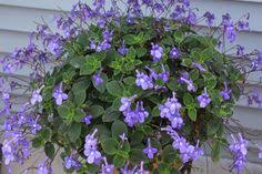 Image result for Streptocarpus eylesii