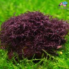 Image result for Polystachya caloglossa