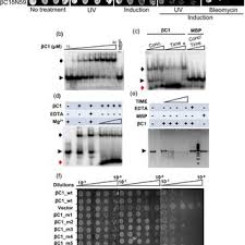 Image result for Pseudomussaenda stenocarpa