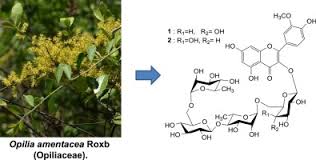 Image result for Opilia amentacea