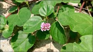Image result for Boerhavia diffusa