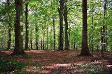 Summer Solstice Forest Bathing