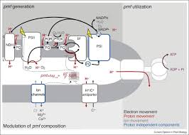 We did not find results for: The Regulation Of The Chloroplast Proton Motive Force Plays A Key Role For Photosynthesis In Fluctuating Light Sciencedirect