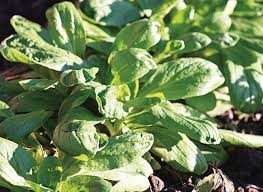 Quand Semer Les Legumes D Automne Et D Hiver Potager Jardin Potager Astuce Jardin