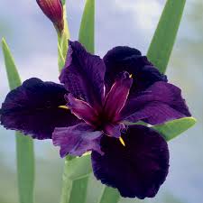 These flower shops online imagine a wide variety of flowers and also to deliver to the person concerned and time.�so you can buy flowers online from a wide. Iris Black Gamecock From Wayside Gardens