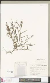 Image result for Crepidorhopalon goetzei