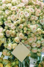 Beautiful fresh bouquets crafted of locally grown flowers and fresh local foliage. Roses Of Pink Salmon And Mint Green Flowers Of Modern Varieties Stock Photo Picture And Royalty Free Image Image 130539300