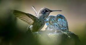 Central Sierra: Photography in the Garden