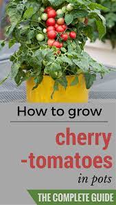 How To Grow Cherry Tomatoes In Pots The Complete Guide Cherry Tomato Plant Growing Cherry Tomatoes How To Grow Cherries