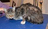 Pelted Cat Fur