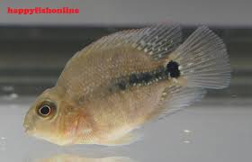 We did not find results for: Archived Auction Fwflowerhorn1535955626 8 Baby Blood Parrots Getting Ready To Turn Red Ended Mon Sep 3 01 20 26 2018 Aquabid Com