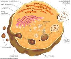 Lysosome Description Formation Function Cells Activity Plant Cell Model What Is Cell