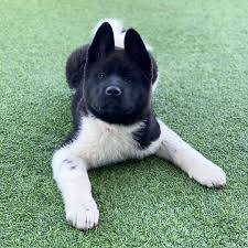 Akita puppies for sale london. Akita Puppies For Sale Near Me Teacup Akita Puppies For Sale Near Me