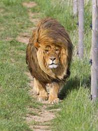 Bad Hair Day Mr Lion Lol Animals Beautiful Wild Cats Animals