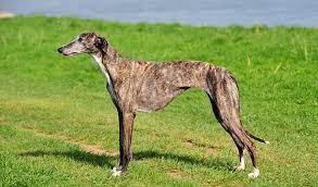 Spanish Greyhound Dog Breed Information