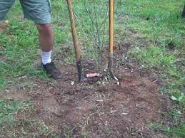 How To Move A Rose During The Growing Season Rose Care Gardening Tips Rock Garden Plants