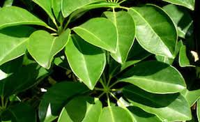 Schefflera Monocot Of Dicot, Designs, Bloom, Classification & More | Blog  Hives