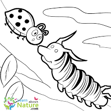 Excerpt from splendi butterfly coloring book printable : Free Monarch Caterpillar Coloring Page