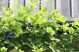 となりのカインズさん