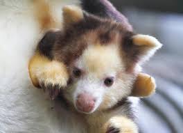 Image result for tree kangaroo