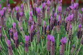 Image result for Lavandula dentata