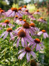 Natives With Year Round Interest Drought Tolerant Perennials Winter Garden Plants