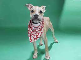 Adopt A Pet Humane Society Of Missouri Http X2f X2f Www Hsmo Org Dog Adoption Humane Society Pets