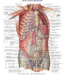 The detection of changes in abdominal blood flow allows accurate diagnosis of arterial and venous abnormalities, including stenosis, occlusion, and thrombosis. Arteries Of Anterior Abdominal Wall Blood Supply Of The Abdomen