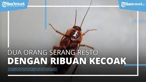 Di dunia setelah kiamat, serangga inilah yang akan bertahan hidup. Kecoak Tak Mau Pergi Dari Rumah Coba Buat Sendiri Jebakan Ini Dijamin Gak Bakal Balik Lagi Tribunnews Bogor