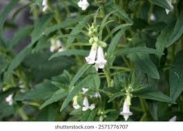 Image result for Sesamum triphyllum