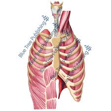 The ribs are attached to the breastbone, which is the. Respiration Lungs Muscle Rib Front Download Image