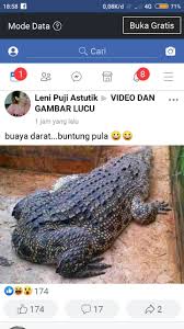 Pin Oleh Adi San San Di Humor Hewan Lucu Humor Hewan Lucu Humor Hewan Gambar Lucu Kodok amerika, kodok yang dapat dimakan serangga kodok, katak. humor hewan lucu humor hewan gambar lucu
