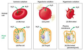 We did not find results for: Membrane Transport The Transportation Mechanism Into The Cell