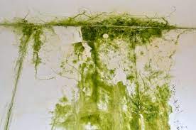 We're being promised that mushrooms may be the key to a sustainable future in fields as. What Is Green Mold And Is It Dangerous To Your Health