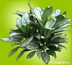 Pin On Chinese Evergreen Plants Aglaonema