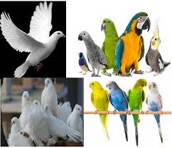 Guvercin Muhabbet Ve Kanarya Bilezik Imalati Ana Sayfa Facebook