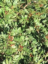 Lentisque Shrub Shrubs Trees And Shrubs Enchanted Garden