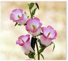 Little Pink Bell Flowers Campanula Flowers Flowers Pretty Flowers