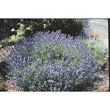 2 5 Quart In Pot Lavender L6071 Lowes Com Potted Lavender Winter Plants Fall Plants