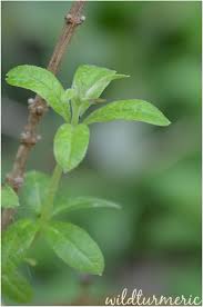 Lemon verbena makes a dreamy ice cream, tastes great in shortbread, lends itself nicely to custard, and makes pesto shine. 5 Top Medicinal Uses Of Lemon Verbena Aloysia Triphylla Aloysia Citrodora Wildturmeric